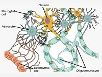 The effects of stressors (psychological-physical) on progesterone level relative to demyelination in multiple sclerosis disease