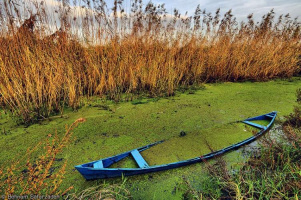 Nano bioremediation on Anzali wetland