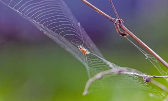 French mathematician and spider aficionado Cédric Villani honoured with a new orb-weaver