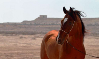 [UT research contribution]: Genetic study of Arabian horses challenges some common beliefs about the ancient breed