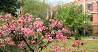 Webinar held between University of Tehran and the Beijing Language and Culture University